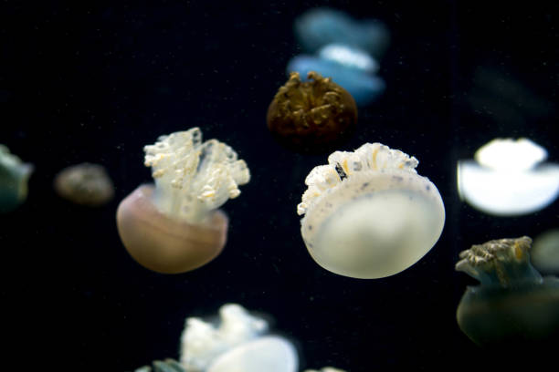 istock jellyfish in deep sea 876539188