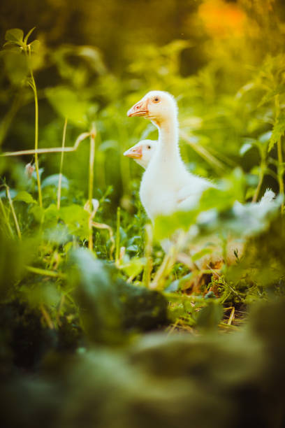istock Five young goose together sit in the grass 876539250