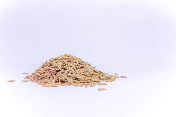 istock golden color of paddy texture with isolated background 876539284
