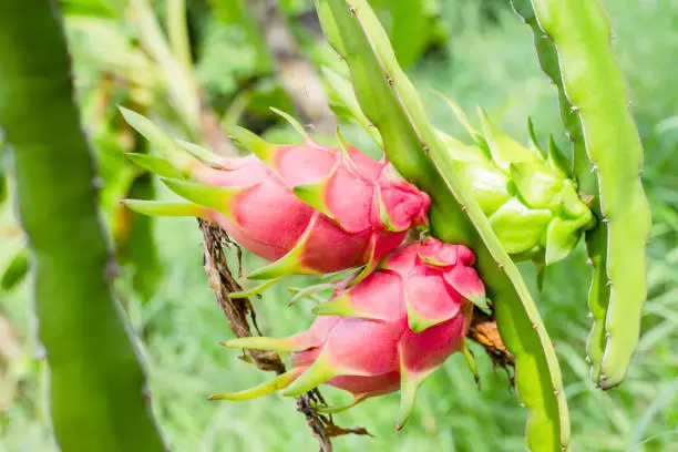 The softening effect of dragon fruit while on the tree.