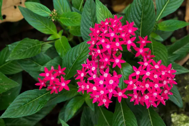 Photo of Image of beautiful pink pentas lanceolata flower in bloom in the garden.