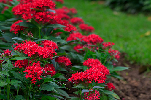 Image of beautiful red pentas lanceolata flower in bloom in the garden.