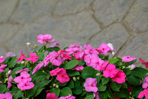 Image of Impatiens walleriana or impatiens sultanii or lizzie or balsam or sultana or simply impatiens many pink flowers in bloom in the garden.