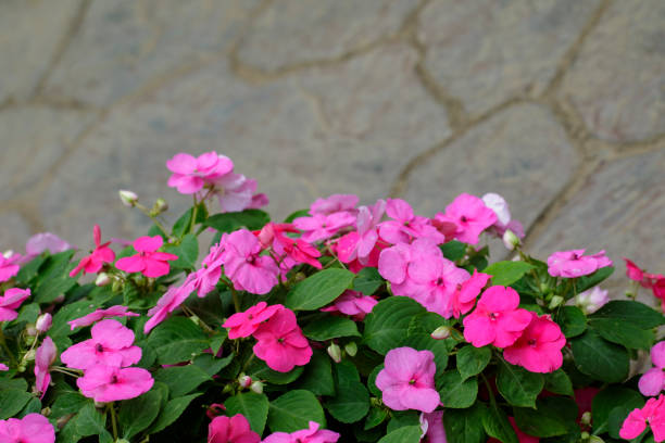 Image of Impatiens walleriana or impatiens sultanii or lizzie or balsam or sultana or simply impatiens many pink flowers in bloom in the garden. stock photo