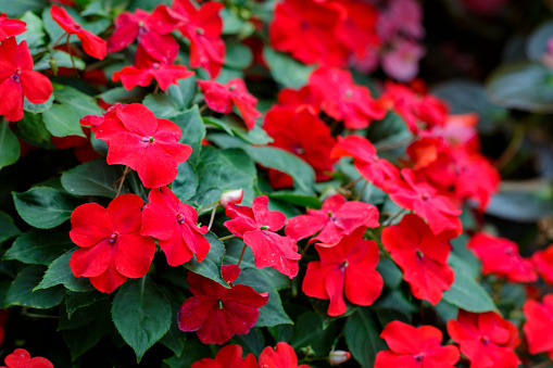 Image of beautiful red Impatiens flowers in the garden.
