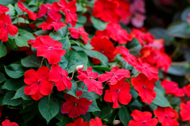 Image of beautiful red Impatiens flowers in the garden. stock photo