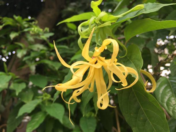 istock Yellow Thai Ylang-Ylang or ilang-ilang tree plant 876546198