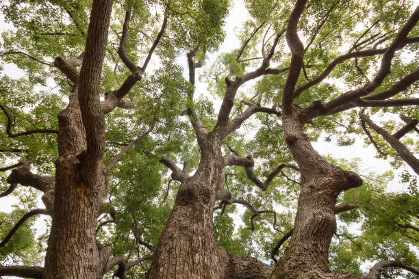 istock Under the shade of Tall trees,Big tree in natural park background. 876547030