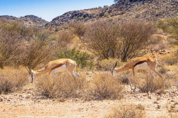 istock Female Springbok With Sub Adult Offspring 876551096