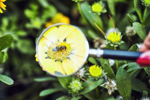 istock magnifier on a background of green vegetation 876553612