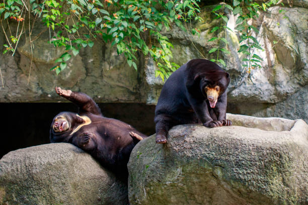 istock Image of a malayan sun bear relax on the rocks. Wild Animals. 876553636