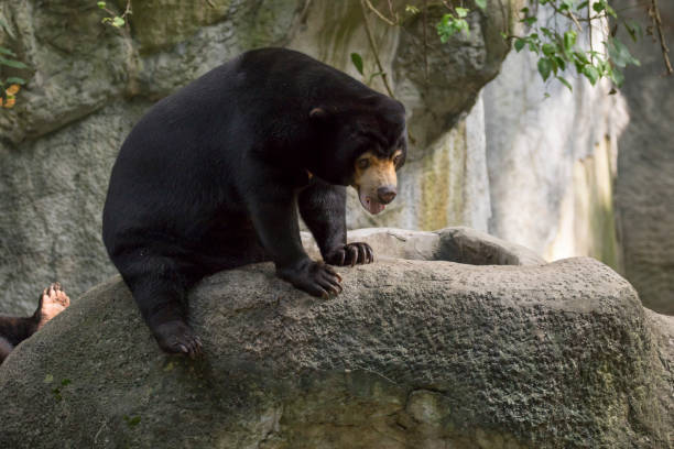 istock Image of a malayan sun bear relax on the rocks. Wild Animals. 876553648