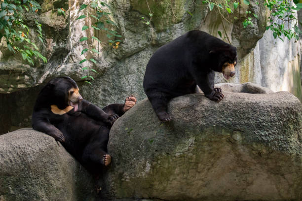 istock Image of a malayan sun bear relax on the rocks. Wild Animals. 876553652