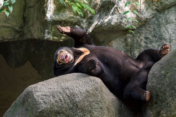 istock Image of a malayan sun bear relax on the rocks. Wild Animals. 876553656