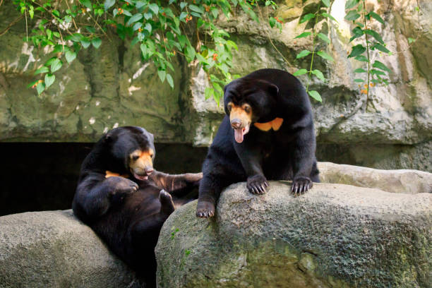 istock Image of a malayan sun bear relax on the rocks. Wild Animals. 876553662