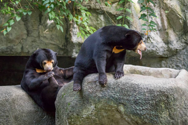 Image of two malayan sun bear relax on the rocks. Wild Animals.