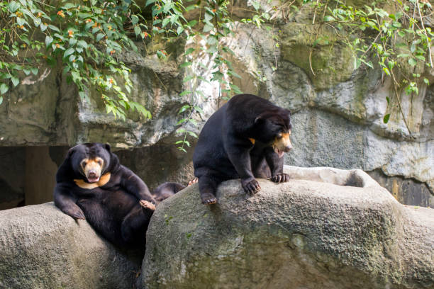 istock Image of two malayan sun bear relax on the rocks. Wild Animals. 876553666