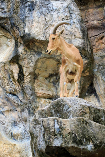 istock Image of a barbary sheep on the rocks. Wildlife Animals. 876553668