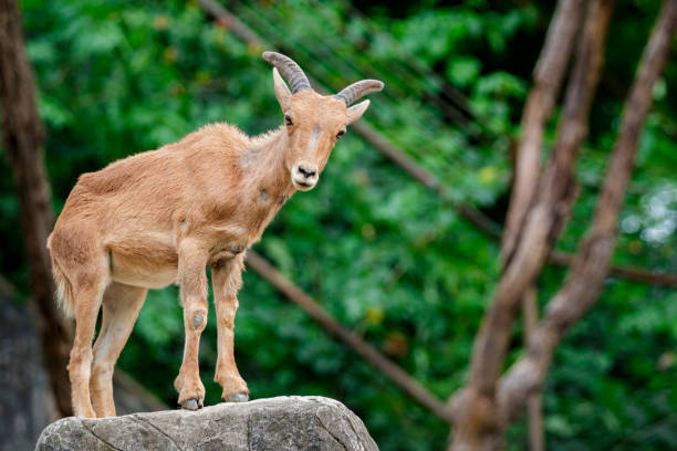 istock Image of a barbary sheep on the rocks. Wildlife Animals. 876553672