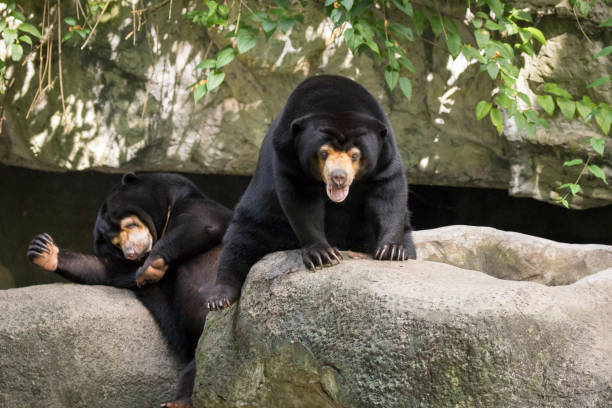istock Image of a malayan sun bear relax on the rocks. Wild Animals. 876553674