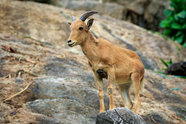 istock Image of a barbary sheep on the rocks. Wildlife Animals. 876553680