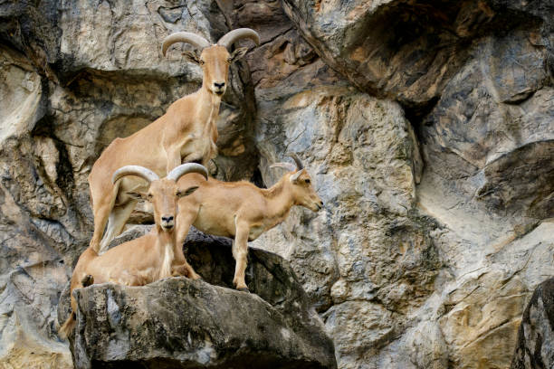 istock Image of a barbary sheep on the rocks. Wildlife Animals. 876553682