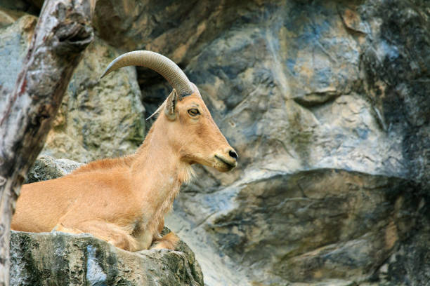 istock Image of a barbary sheep on the rocks. Wildlife Animals. 876553696