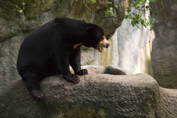 istock Image of a malayan sun bear relax on the rocks. Wild Animals. 876553702