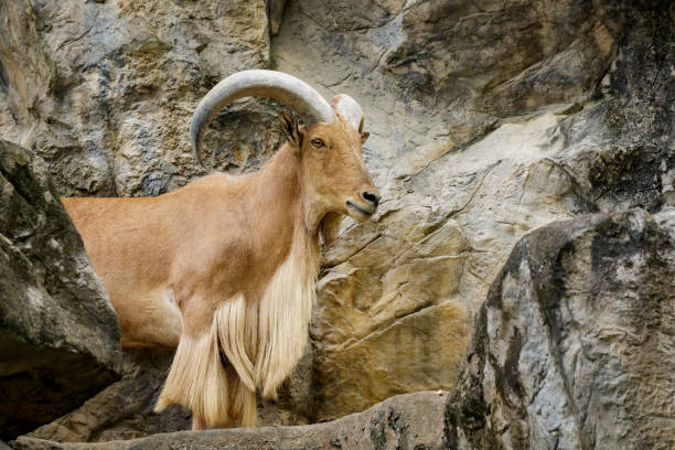 istock Image of a barbary sheep on nature background. Wildlife Animals. 876553710