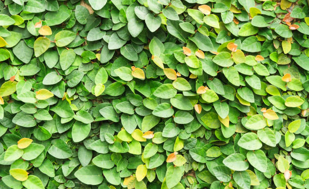 istock Closeup The Green Creeper Plant on a Wall. 876553892