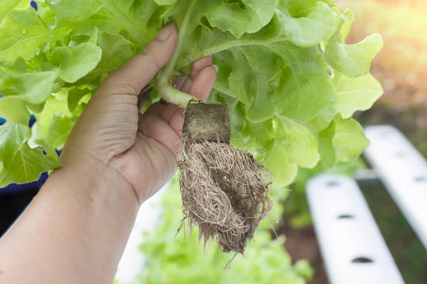 lange wurzeln der hydrokultur pflanzen. aeroponics salat gemüse. - aeroponics stock-fotos und bilder