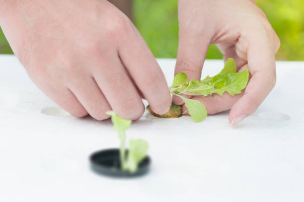 hydrokultur-methode der anbau von pflanzen im wasser, ohne erde. aeroponics salat gemüse. - aeroponics stock-fotos und bilder