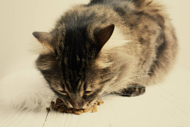 istock Tabby cat eating dry food. Toned image. 876554944