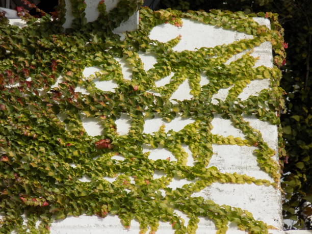 istock Boston ivy (Parthenocissus tricuspidata) on the white wall in the autumn 876557978