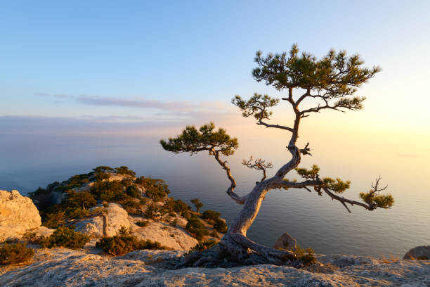 istock Alone tree on the edge of the cliff 876560464