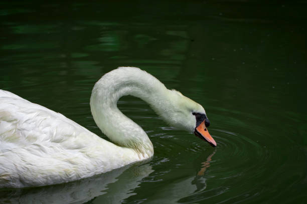 istock Image of a white swan on water. Wildlife Animals. 876561254