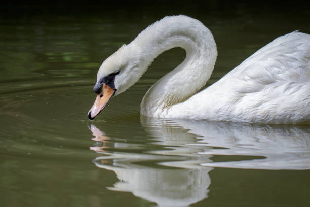 istock Image of a white swan on water. Wildlife Animals. 876561256