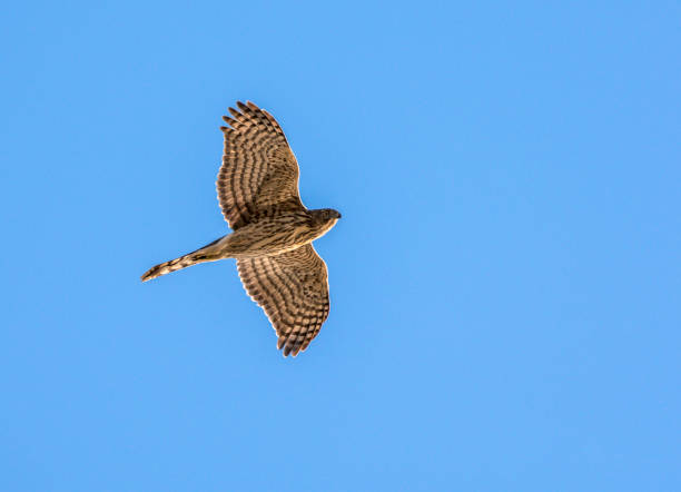 Flight of the Sharp Shinned Hawk A Sharped Shinned Hawk flies directly overhead accipiter striatus stock pictures, royalty-free photos & images