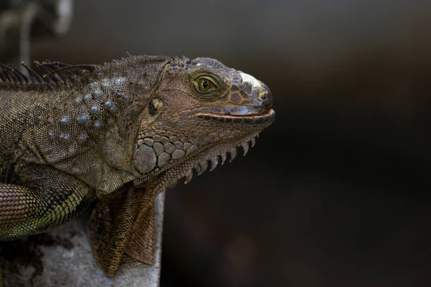 istock Image of an iguana head on nature background. Reptile. Animals. 876567370