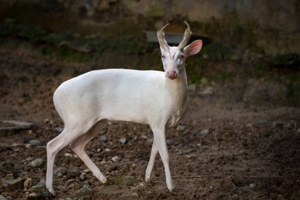 istock Image of an albino barking deer on nature background. Wild animals. 876567500