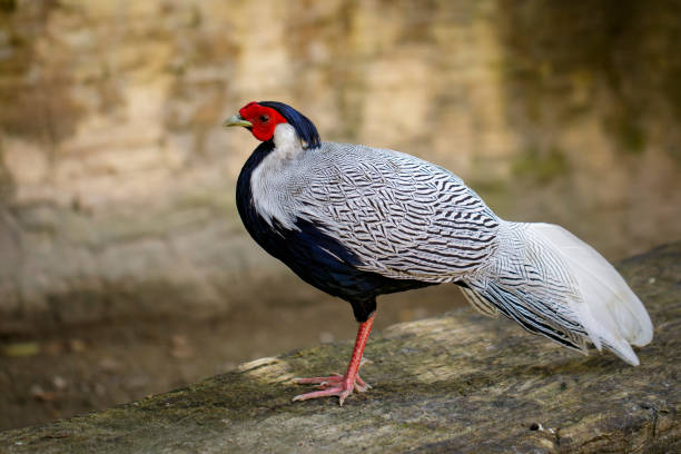 istock Image of Silver Pheasant(Lophura nycthemere) on nature background. Poultry, Animals. 876567552