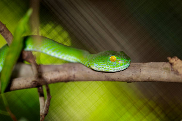 istock Image of Snake, green tree viper,Cameron Highland pit viper,Trimeresurus Nebularis on the branch. Reptile. 876567736