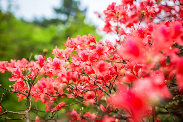 istock Close-Up Of Pink Azaleas 876568568
