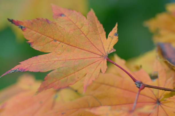 istock Macro details of changing color Japanese Maple leaves 876569834