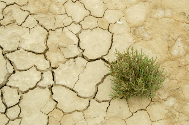 istock Parched soil with plant adapted to salty conditions 876569988