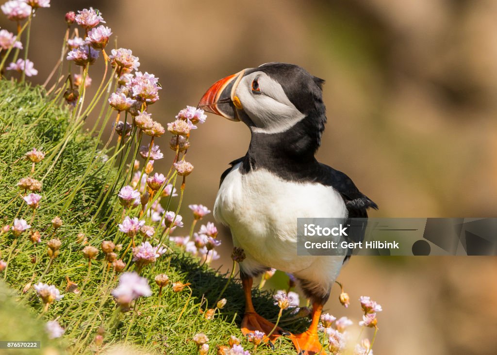 Puffin Fratercula arctica, Puffin Animal Nest Stock Photo