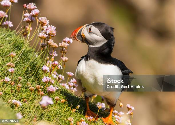 Puffin Stock Photo - Download Image Now - Animal Nest, Atlantic Puffin, Beak