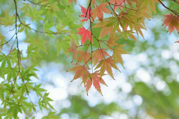 istock Background of changing colored Japanese Maple leaves 876572374