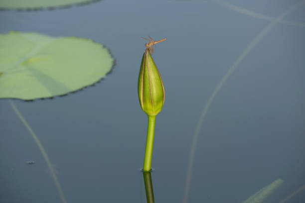 Morning sunlight and dragon fly resting on the top of lotus