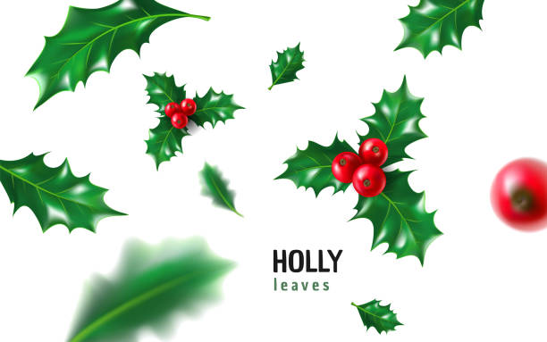 realistische stechpalme, ilex mit beeren und blätter, mistel-satz. weihnachten, neujahr urlaub feier symbol, dekorationen. 3d realistische vektor-illustration isoliert auf weißem hintergrund - christmas holly mistletoe symbol stock-grafiken, -clipart, -cartoons und -symbole